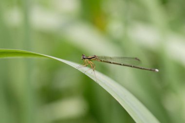 Karanlık zambak işgalcisi (Paracercion kalamorum) Japonya 'da küçük hanım sineği