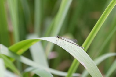 Karanlık zambak işgalcisi (Paracercion kalamorum) Japonya 'da küçük hanım sineği