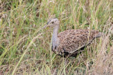Kara Göbekli Karındeşen (Lissotis melanogaster), kara göbekli Korhaan olarak da bilinir, tomurcuk familyasından Afrika 'da yaşayan bir kuş türü. Bu fotoğraf Güney Afrika 'daki Kruger Ulusal Parkı' nda çekildi.. 