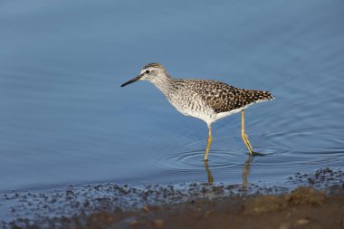 The wood sandpiper (Tringa glareola) is a small wader. This photo was taken in Kruger National Park, South Africa. clipart