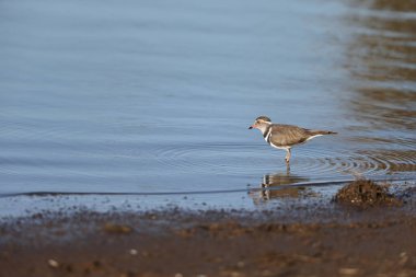 Three-banded plover, or three-banded sandplover (Charadrius tricollaris), is a small wader. This plover is resident and generally sedentary in much of East Africa, southern Africa and Madagascar. clipart