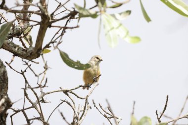 The grey penduline tit (Anthoscopus caroli), also known as the African penduline-tit, is a species of bird in the family Remizidae. This photo was taken in South Africa. clipart
