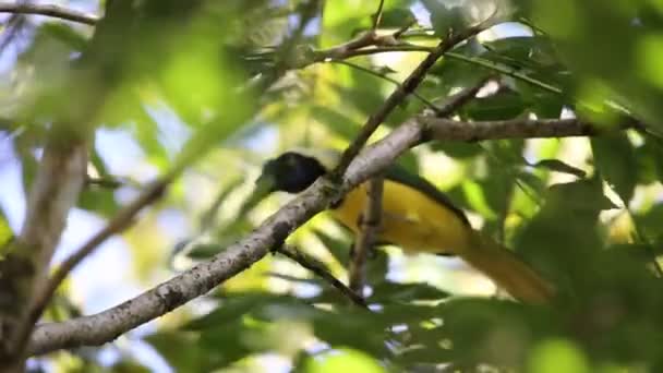 インカ ジェイ Inca Jay あるいはザクレクター Cyanocorax Yncas 南アメリカのアンデスに原産のニュー ワールド ジェイズの鳥種である ストック映像