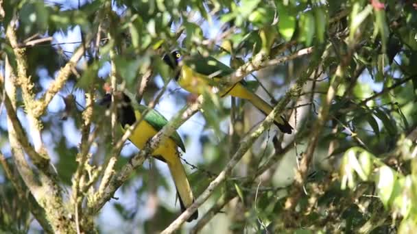 インカ ジェイ Inca Jay あるいはザクレクター Cyanocorax Yncas 南アメリカのアンデスに原産のニュー ワールド ジェイズの鳥種である ロイヤリティフリーのストック動画