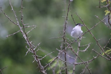 Siyah sırtlı puffback (Dryoscopus Cubla), Malaconotidae familyasından bir kuş türü. Bu fotoğraf Güney Afrika 'da çekildi..