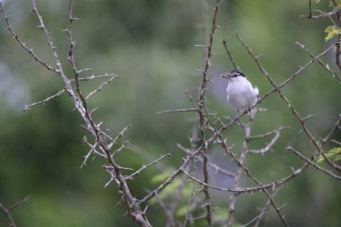 Siyah sırtlı puffback (Dryoscopus Cubla), Malaconotidae familyasından bir kuş türü. Bu fotoğraf Güney Afrika 'da çekildi..