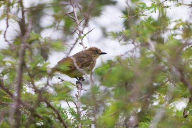 Transvaal sombre greenbul (Andropadus importunus importunus), Bulbul familyasından bir kuş türü. Bu fotoğraf Güney Afrika 'da çekildi..