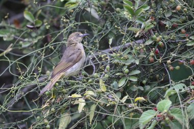 Transvaal sombre greenbul (Andropadus importunus importunus), Bulbul familyasından bir kuş türü. Bu fotoğraf Güney Afrika 'da çekildi..