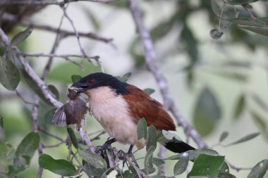 Burchell's coucal (Centropus burchellii) is a species of cuckoo in the family Cuculidae. This photo was taken in South Africa. clipart