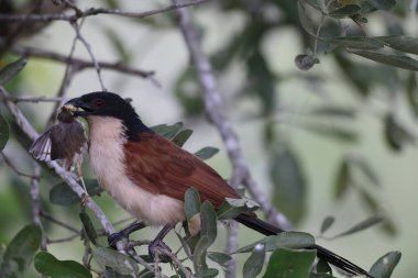 Burchell 's coucal (Centropus burchellii), Cuculidae familyasından bir guguk kuşu türü. Bu fotoğraf Güney Afrika 'da çekildi..