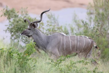 Daha büyük kudu (Tragelaphus strepsiceros), doğu ve güney Afrika 'da bulunan büyük bir orman antilobu. Bu fotoğraf Güney Afrika 'da çekildi..