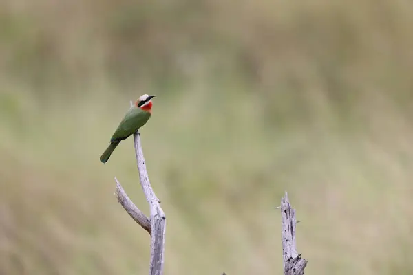 stock image The white-fronted bee-eater (Merops bullockoides) is a species of bee-eater widely distributed in sub-equatorial Africa. This photo was taken in South Africa.