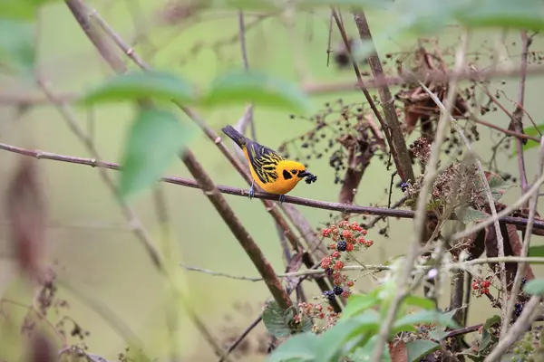 Tangara arthus aequatorialis, Thraupidae familyasından bir kuş türü. And Dağları 'nın dağlık ormanlarında yaygın olarak görülür. Bu fotoğraf Ekvador 'da çekildi..