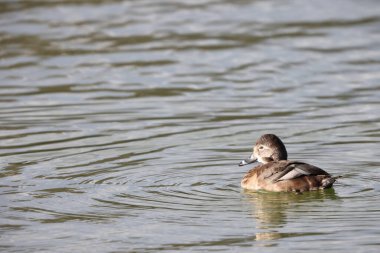 Halka boyunlu ördek (Aythya collaris), Kuzey Amerika 'da tatlı su göletlerinde ve göllerde sıkça görülen bir ördek türüdür. Bu fotoğraf Japonya 'da çekildi..