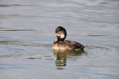 Halka boyunlu ördek (Aythya collaris), Kuzey Amerika 'da tatlı su göletlerinde ve göllerde sıkça görülen bir ördek türüdür. Bu fotoğraf Japonya 'da çekildi..