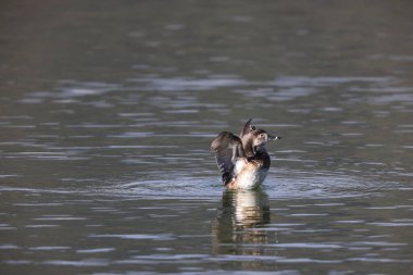 Halka boyunlu ördek (Aythya collaris), Kuzey Amerika 'da tatlı su göletlerinde ve göllerde sıkça görülen bir ördek türüdür. Bu fotoğraf Japonya 'da çekildi..