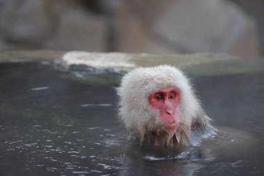 The Japanese macaque (Macaca fuscata), also known as the snow monkey, is a terrestrial Old World monkey species that is native to Japan. clipart