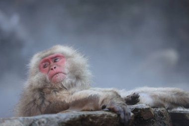 The Japanese macaque (Macaca fuscata), also known as the snow monkey, is a terrestrial Old World monkey species that is native to Japan. clipart
