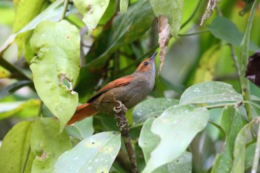 Kırmızı yüzlü spinetail (Cranioleuca erythrops), Furnariiidae familyasından bir kuş türü. Bu fotoğraf Ekvador 'da çekildi..