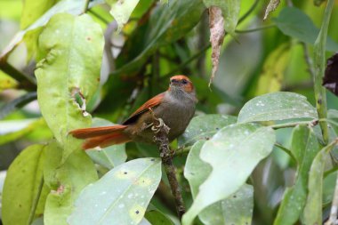Kırmızı yüzlü spinetail (Cranioleuca erythrops), Furnariiidae familyasından bir kuş türü. Bu fotoğraf Ekvador 'da çekildi..