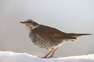Dusky ardıç kuşu (Turdus eunomus), Orta Sibirya 'dan Kamçatka' ya kadar Japonya 'da kışı geçiren ardıç kuşu familyasının bir üyesidir..