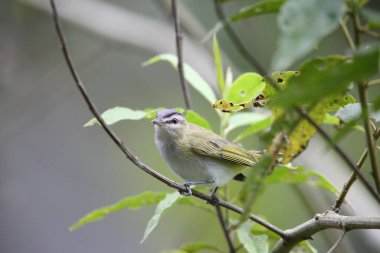 The red-eyed vireo (Vireo olivaceus) is a small American songbird. This photo was taken in Ecuador. clipart