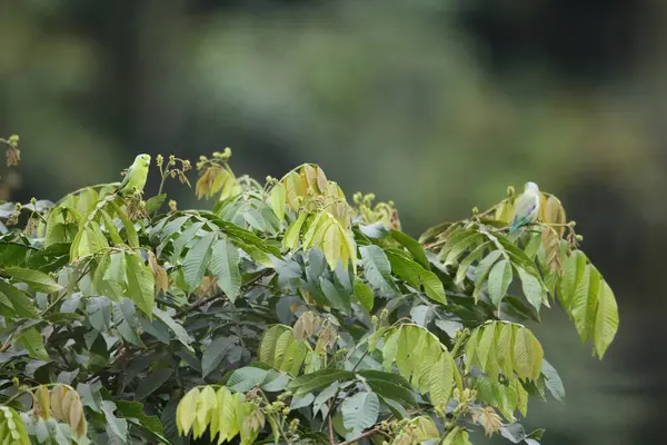 Pasifik papağanı (Forpus coelestis) Güney Amerika kökenli küçük yeşil bir papağandır. Bu fotoğraf Ekvador 'da çekildi..