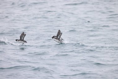 Antik Murrelet (Synthliboramphus antiquus), Auk familyasından bir kuş türü. Bu fotoğraf Japonya 'da çekildi..