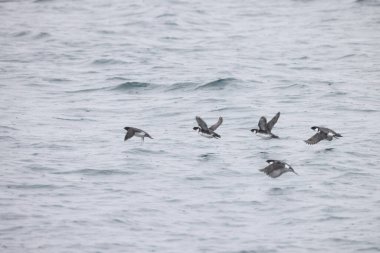 Antik Murrelet (Synthliboramphus antiquus), Auk familyasından bir kuş türü. Bu fotoğraf Japonya 'da çekildi..