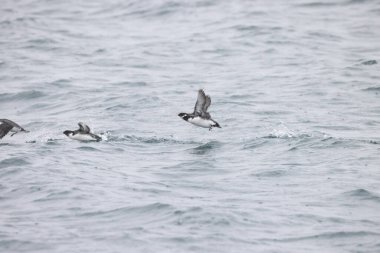 Antik Murrelet (Synthliboramphus antiquus), Auk familyasından bir kuş türü. Bu fotoğraf Japonya 'da çekildi..