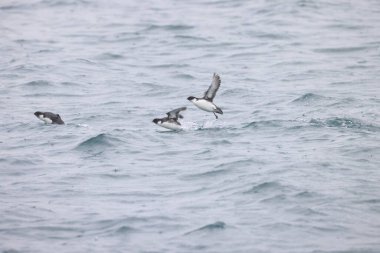 Antik Murrelet (Synthliboramphus antiquus), Auk familyasından bir kuş türü. Bu fotoğraf Japonya 'da çekildi..