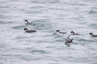 Antik Murrelet (Synthliboramphus antiquus), Auk familyasından bir kuş türü. Bu fotoğraf Japonya 'da çekildi..