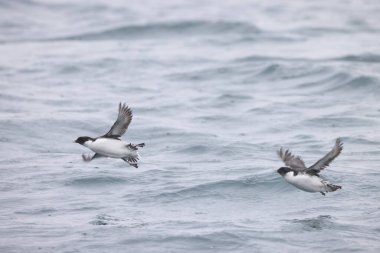 Antik Murrelet (Synthliboramphus antiquus), Auk familyasından bir kuş türü. Bu fotoğraf Japonya 'da çekildi..