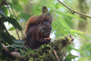 The red-tailed squirrel (Sciurus granatensis) is a species of tree squirrel distributed from southern Central America to northern South America. This photo was taken in Ecuador. clipart