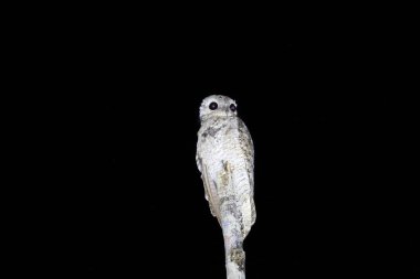 Büyük potoo ya da büyük potoo (Nyctibius grandis), Orta ve Güney Amerika 'da yaygın olarak bulunan bir potoo türüdür. Bu fotoğraf Ekvador 'da çekildi..