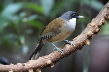 Beyaz yanaklı kahkaha kuşu (