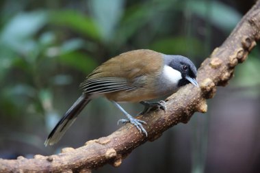 White-cheeked laughingthrush (Pterorhinus vassali) is a species of bird in the family Leiothrichidae. It is found in Cambodia, Laos and Vietnam.  clipart
