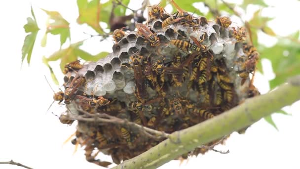 Tmavě Pás Papíru Wasp Polistes Jokahamae Hnízdí Japonsku — Stock video