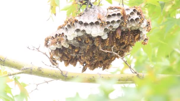 Tmavě Pás Papíru Wasp Polistes Jokahamae Hnízdí Japonsku — Stock video