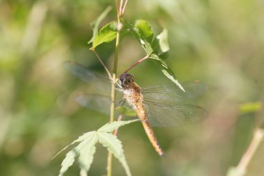 Pantala flavescens, the globe skimmer, globe wanderer or wandering glider, is a wide-ranging dragonfly of the family Libellulidae. This photo was taken in Japan. clipart