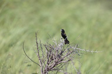 Beyaz kanatlı dul kuş (Euplectes albonotatus), Sahra Çölü 'nün güneyindeki Afrika' ya özgü Ploceidae familyasından bir kuş türü. Bu fotoğraf Güney Afrika 'daki Kruger Ulusal Parkı' nda çekildi..