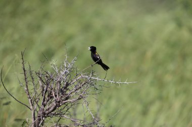 Beyaz kanatlı dul kuş (Euplectes albonotatus), Sahra Çölü 'nün güneyindeki Afrika' ya özgü Ploceidae familyasından bir kuş türü. Bu fotoğraf Güney Afrika 'daki Kruger Ulusal Parkı' nda çekildi..