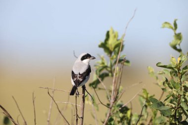 Küçük gri örümcekkuşu (Lanius minor), örümcekgiller (Laniidae) familyasından bir örümcekgiltir. Bu fotoğraf Güney Afrika 'daki Kruger Ulusal Parkı' nda çekildi..