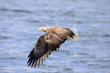 Beyaz kuyruklu kartal (Haliaeetus albicilla), Avrasya 'nın ılıman bölgelerine yayılmış büyük bir yırtıcı kuş türüdür. Bu fotoğraf Japonya 'da çekildi..