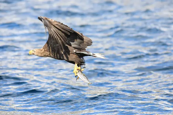 Vulturul Coadă Albă Haliaeetus Albicilla Este Pasăre Mare Pradă Răspândită — Fotografie, imagine de stoc