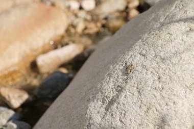 Kajika kurbağası (Buergeria buergeri), Rhacophoridae familyasından bir kurbağa türüdür. Japonya 'ya özgü..