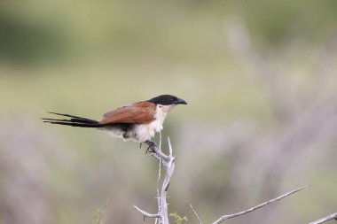 Burchell 's coucal (Centropus burchellii), Cuculidae familyasından bir guguk kuşu türü. Bu fotoğraf Güney Afrika 'da çekildi..