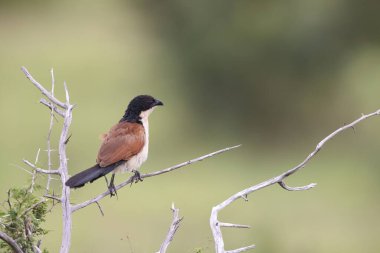 Burchell 's coucal (Centropus burchellii), Cuculidae familyasından bir guguk kuşu türü. Bu fotoğraf Güney Afrika 'da çekildi..