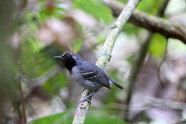 Kara yüzlü karınca (Myrmoborus myotherinus), Thamnophilidae familyasından bir karınca türü. Amazon havzasında geniş bir alana yayılmış durumda. Bu fotoğraf Kolombiya 'da çekildi..