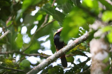 Tawny-tufted toucanet (Selenidera nattereri), Tukangiller (Ramphastidae) familyasından bir kuş türü. Bu fotoğraf Kolombiya 'da çekildi..